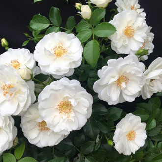 Trandafir floribunda Milly Winter Jewel imagine 17