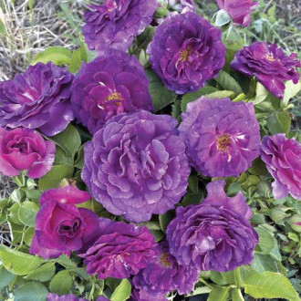 Trandafir floribunda Minerva®, C5 imagine 15