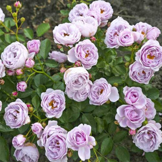 Trandafir floribunda Nautica®, C5 imagine 16
