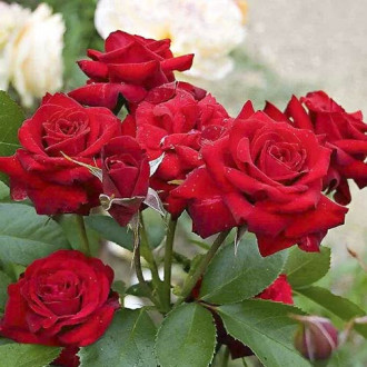 Trandafir floribunda Niccolo Paganini imagine 16