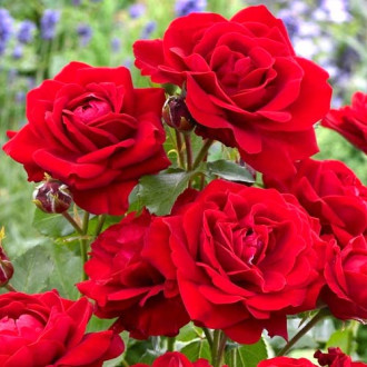 Trandafir floribunda Nina, root ball imagine 9