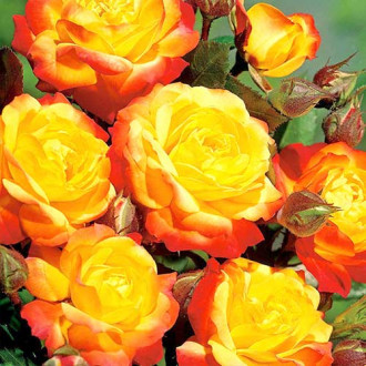 Trandafir floribunda Orange Red imagine 11