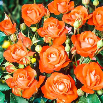 Trandafir floribunda Orange Sensation imagine 15