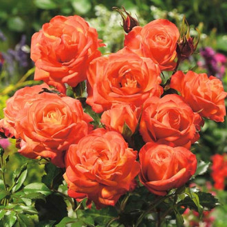 Trandafir floribunda Orange, root ball imagine 16