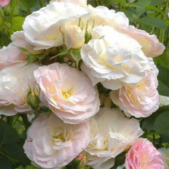 Trandafir floribunda Part Flight imagine 14