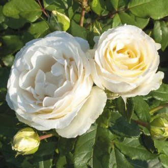 Trandafir floribunda Pearl Vaza®, C3 imagine 15