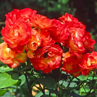 Trandafir floribunda Pigalle 85 imagine 17