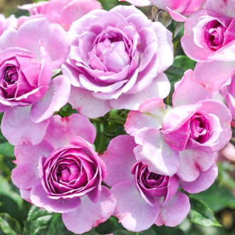 Trandafir floribunda Pink Diadem imagine 7