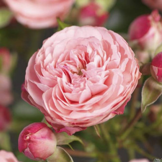 Trandafir floribunda Pink Meilove ®, С5 imagine 3