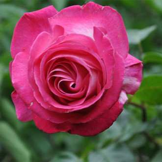 Trandafir floribunda Pink Tom imagine 5