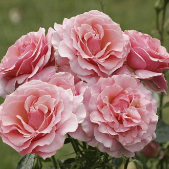 Trandafir floribunda Poesie imagine 11