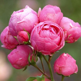 Trandafir floribunda Pomponella Fairy Tale imagine 18