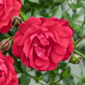 Trandafir floribunda Raspberry Royale®, C3