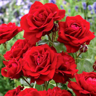 Trandafir floribunda Red Diadem imagine 16