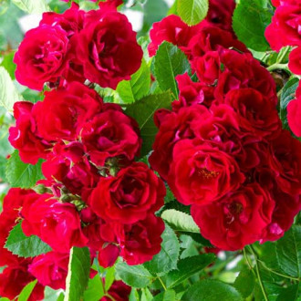 Trandafir floribunda Red Fairy, root ball imagine 12