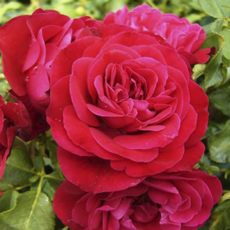 Trandafir floribunda Red Meilove ®, С3 imagine 8