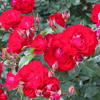 Trandafir floribunda Red Spot® imagine 12