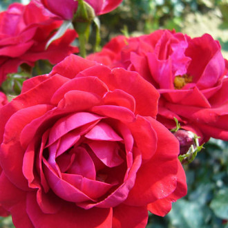 Trandafir floribunda Red Wanderer imagine 11