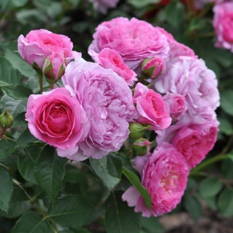 Trandafir floribunda Renee van Wegberg imagine 4