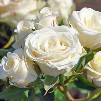 Trandafir floribunda Schneewittchen ®, C3 imagine 4