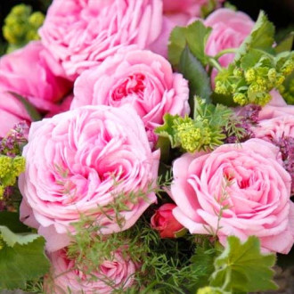 Trandafir floribunda Summer Romance