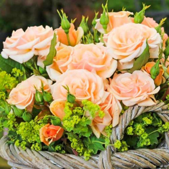 Trandafir floribunda Sweet Honey