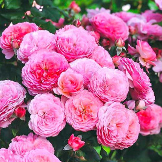 Trandafir floribunda Theo Clevers imagine 5