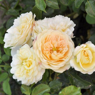 Trandafir floribunda Lemon™ Vaza ®, С5 imagine 4
