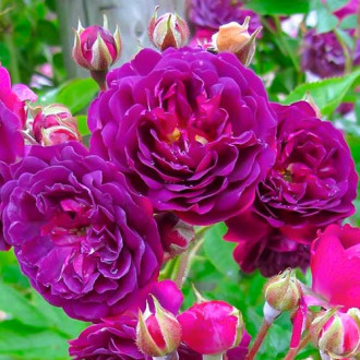Trandafir floribunda Violet imagine 3