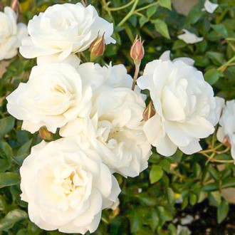 Trandafir floribunda White Diadem imagine 10