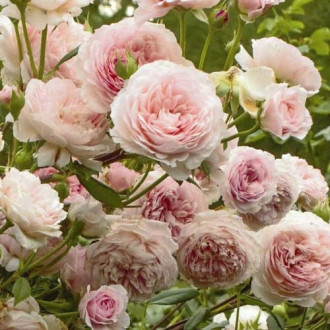 Trandafir floribunda William Morris imagine 1