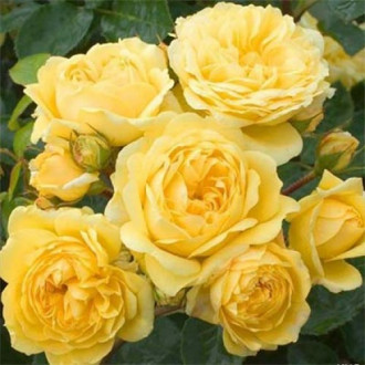 Trandafir floribunda Yellow Meilove imagine 16