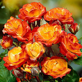 Trandafir floribunda Yellow Red imagine 10