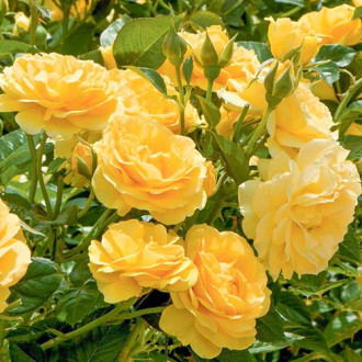 Trandafir floribunda Yellow imagine 15