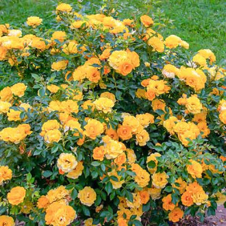 Trandafir Lucciola® imagine 16