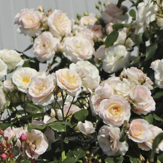 Trandafir mini Lady Meillandina imagine 3