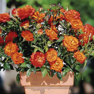 Trandafir mini Orange Jewel imagine 4