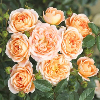 Trandafir mini Sweet Dream imagine 5