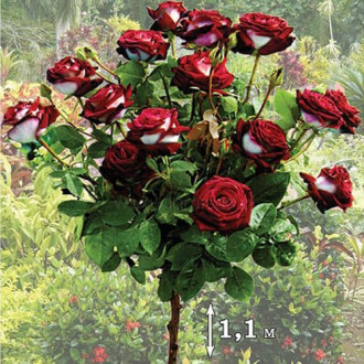 Trandafir pe tulpină înaltă Osiria imagine 15