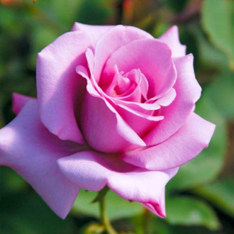 Trandafir teahibrid Blue Girl imagine 2