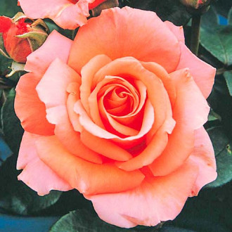 Trandafir teahibrid Bogi imagine 12