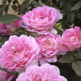 Trandafir teahibrid Borneo Odore®, C5