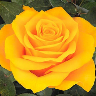 Trandafir teahibrid Buchamer imagine 11