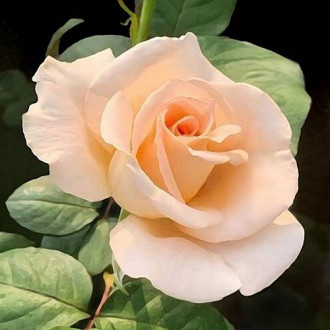 Trandafir teahibrid Casanova, root ball imagine 8