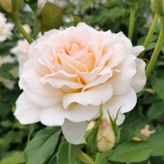 Trandafir teahibrid Chandos Beauty imagine 1