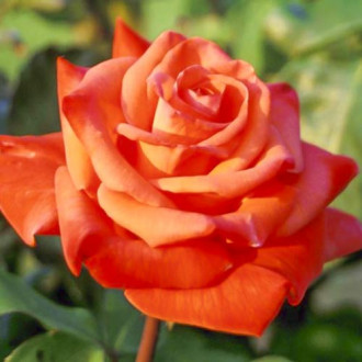 Trandafir teahibrid Christoph Columbus imagine 10