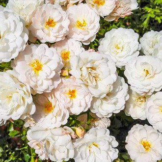 Trandafir teahibrid Cometa imagine 1