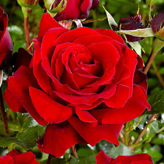 Trandafir teahibrid Cygne Noir imagine 13