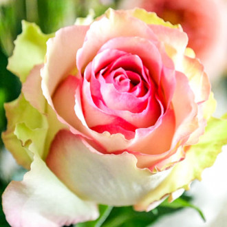 Trandafir teahibrid Dancing Queen imagine 17