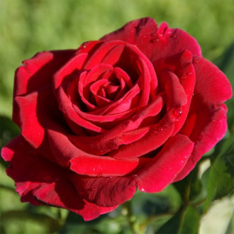 Trandafir teahibrid Danko Pista imagine 16